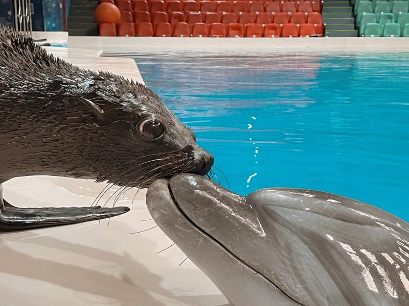 dubai dolphinarium tickets online, dolphin dubai